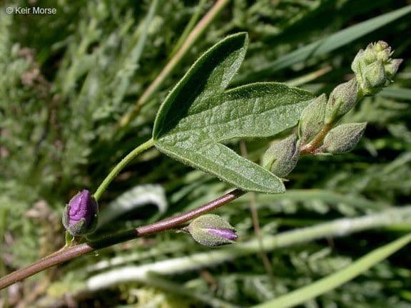 Sidalcea cerosa 11