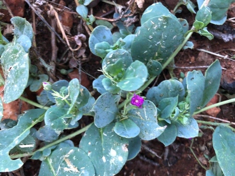 Boerhavia scarlatta 18