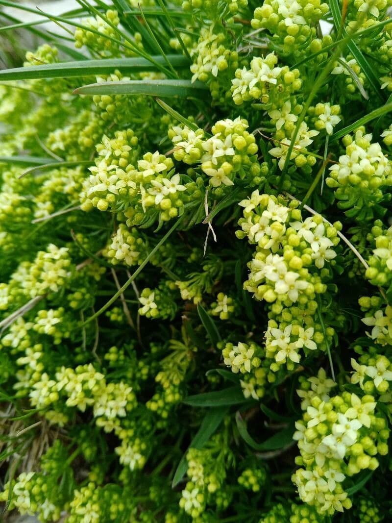 Rubiacea