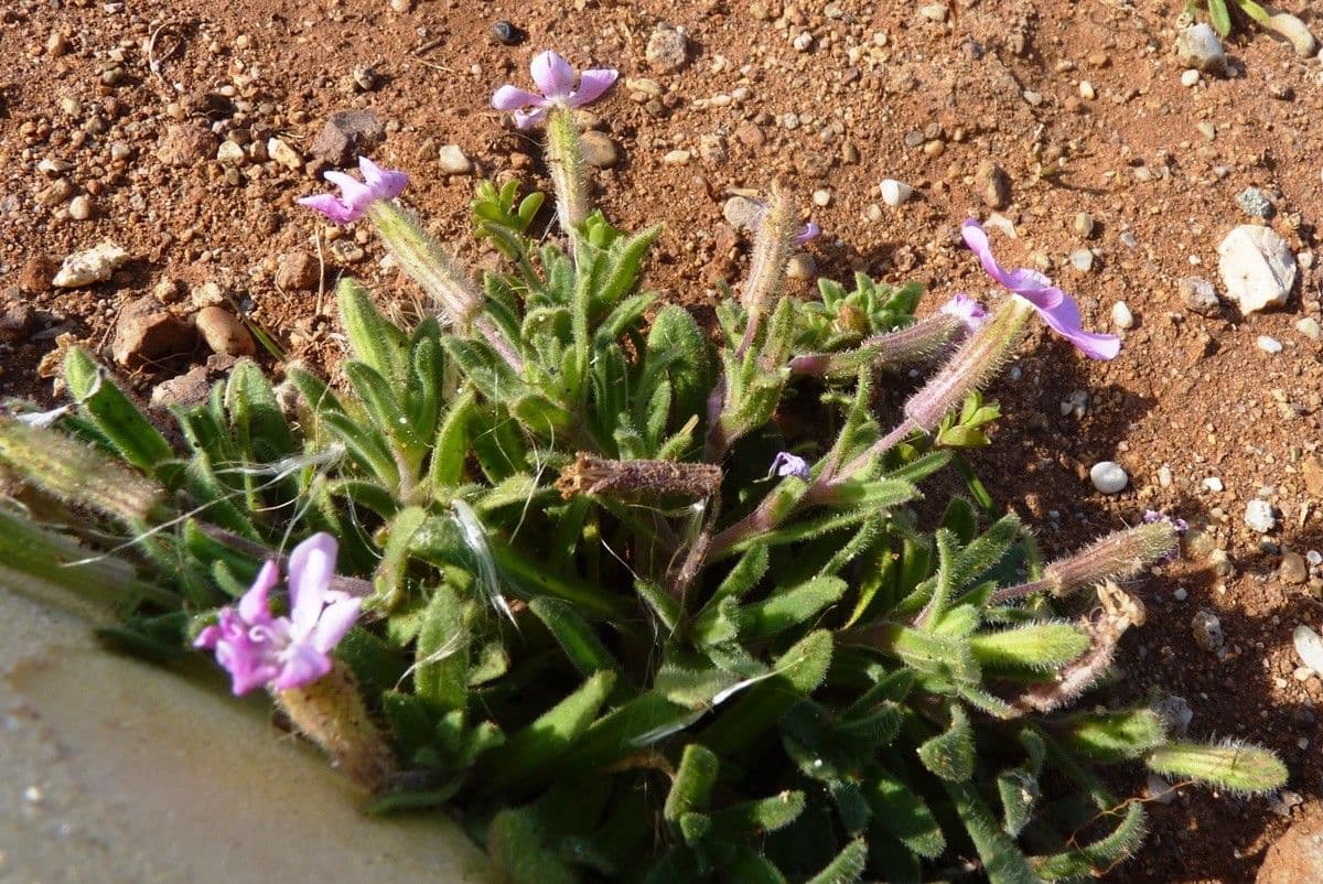 Silene littorea 8