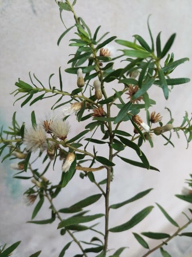 Baccharis dracunculifolia 15