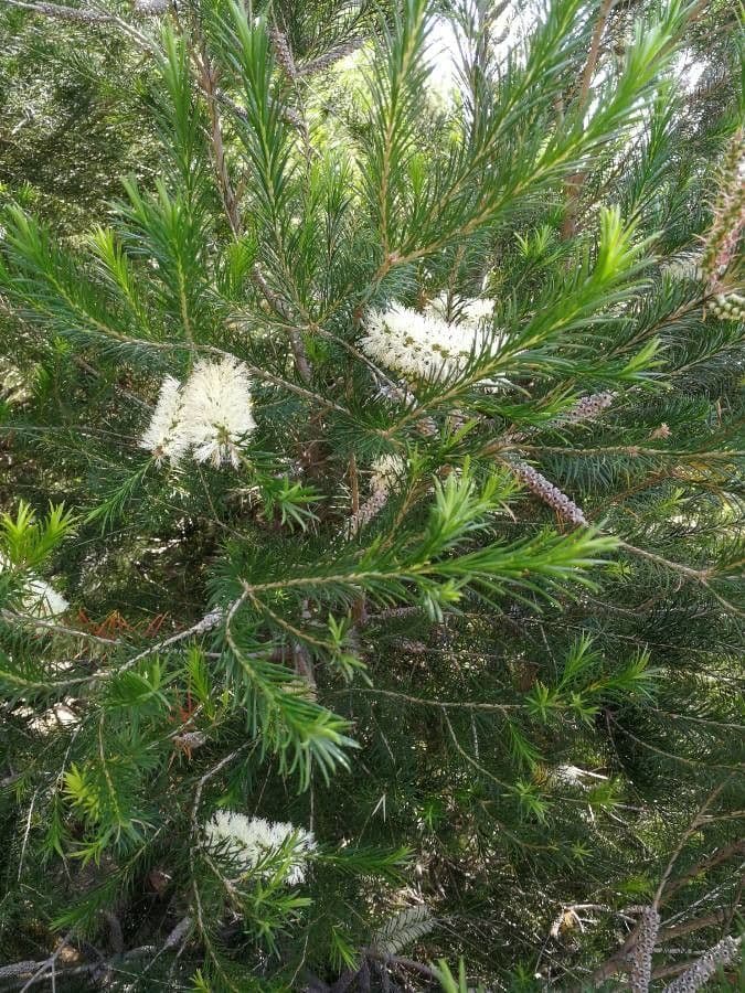 Melaleuca armillaris 10