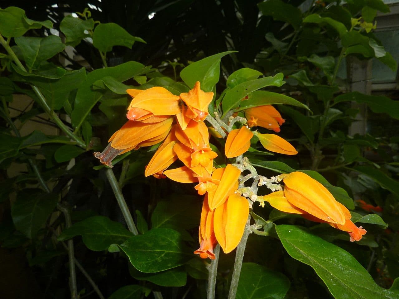 Juanulloa mexicana 4
