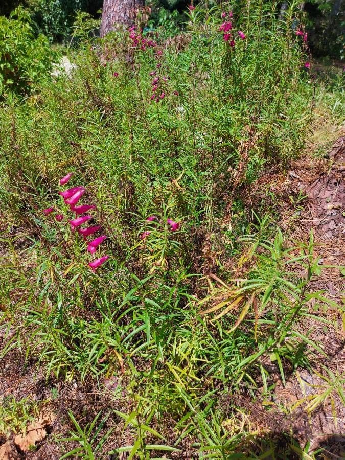 Penstemon barbato 8