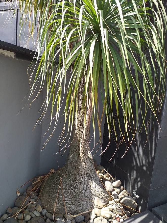 Ponytail palm