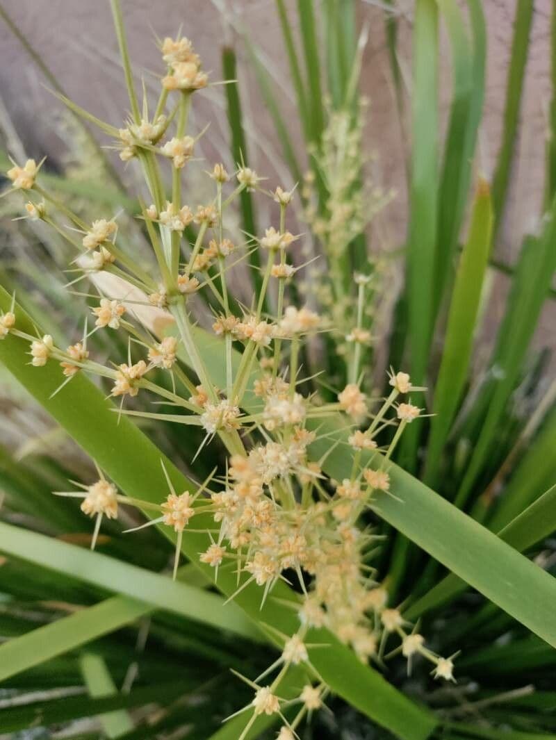 Lomandra spinosa 2