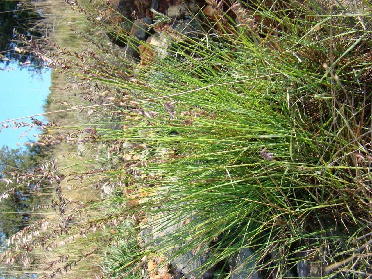 Small melick 13