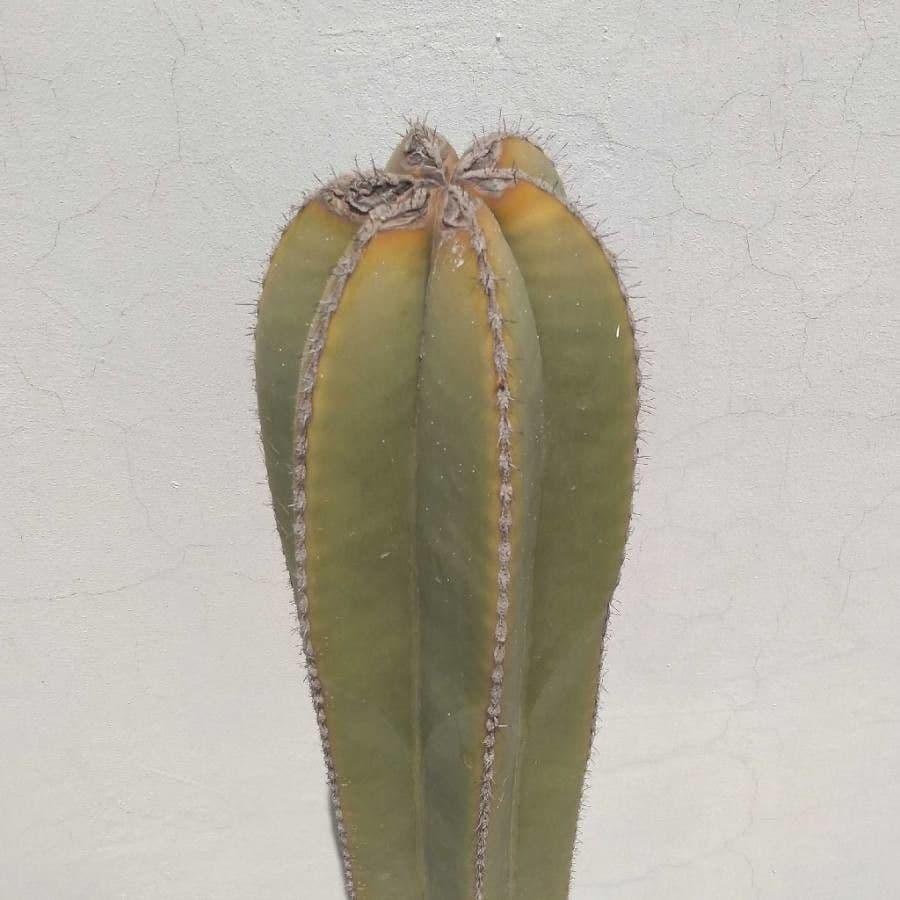 Isolatocereus 7
