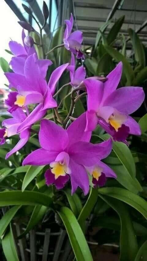 Cattleya Harrisona 2
