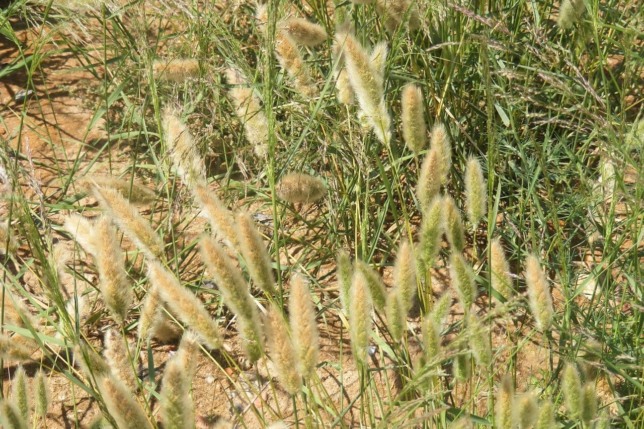 Bürstengras 15