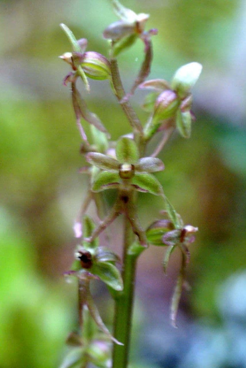 Lesser twayblade 27