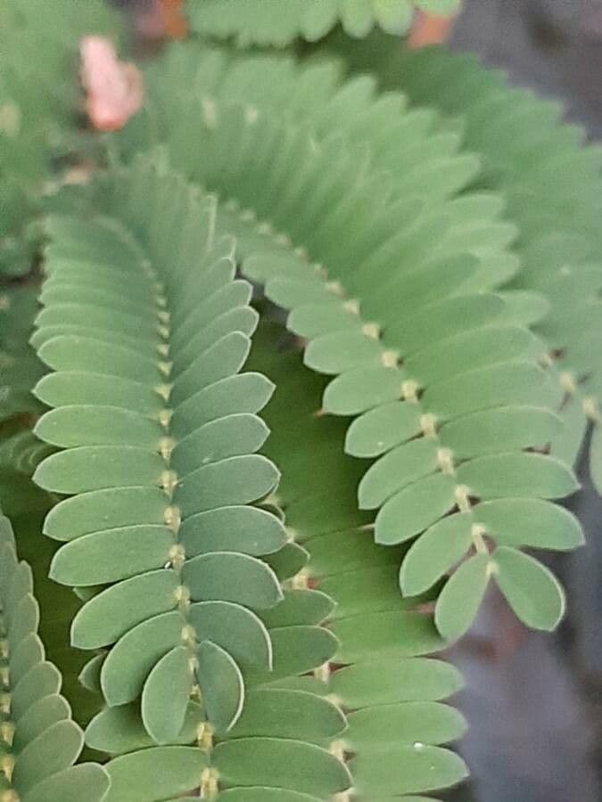 Albizia australiana 16