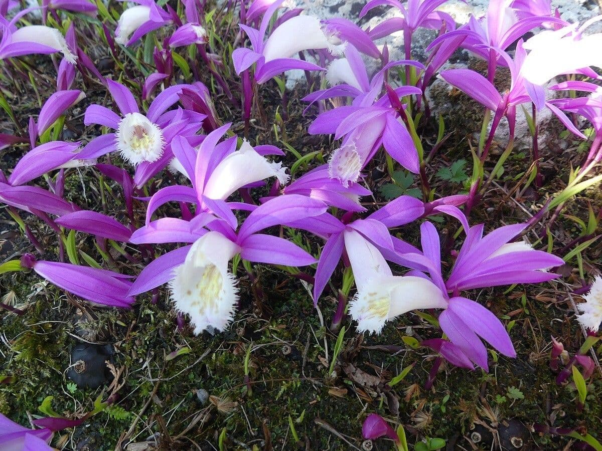 Pleione 6