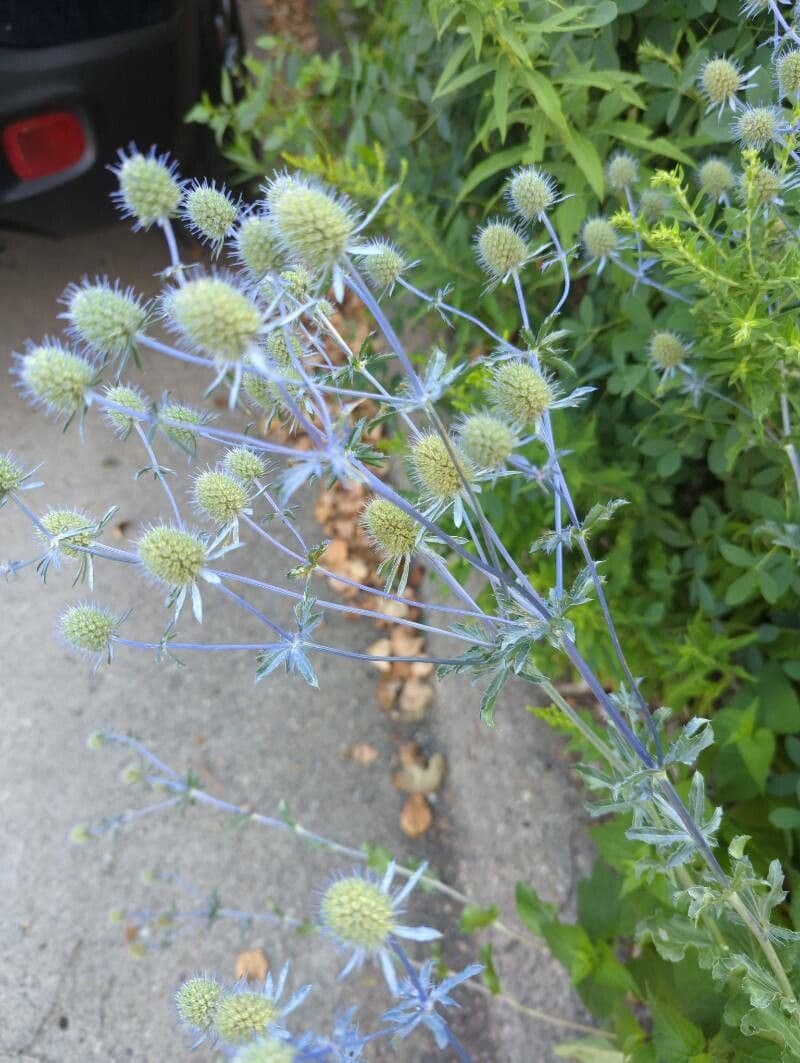 Edeldistel 21