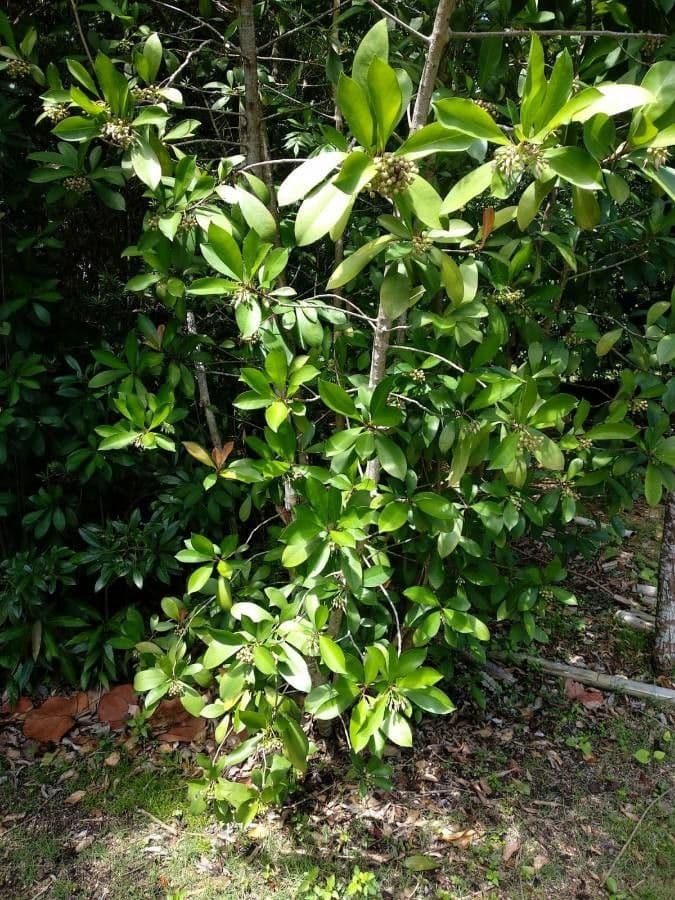 Ardisia eliptická 12