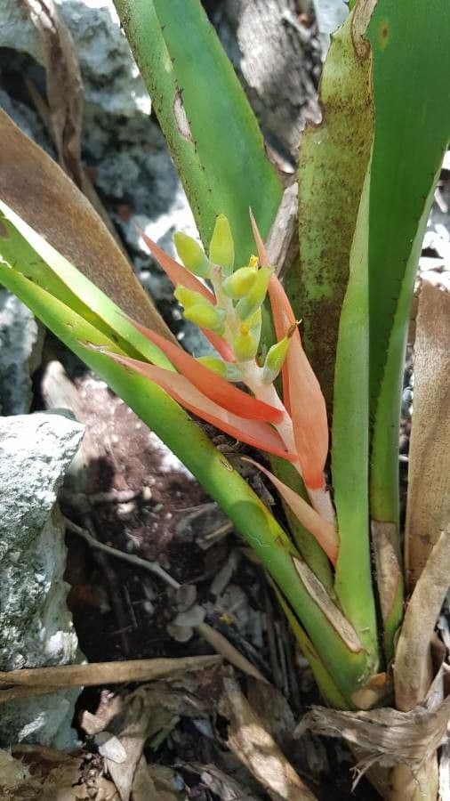 Guzmania