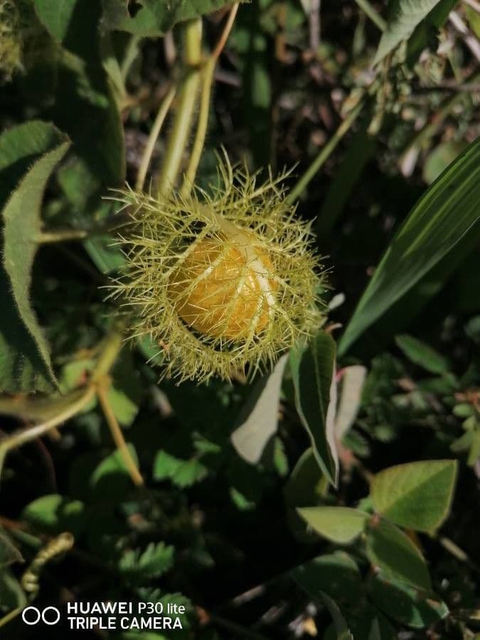 Passiflora fetida 5