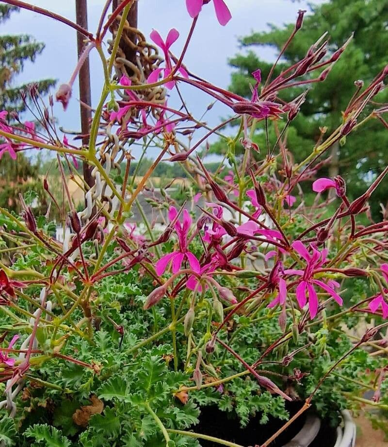 Geranium 2