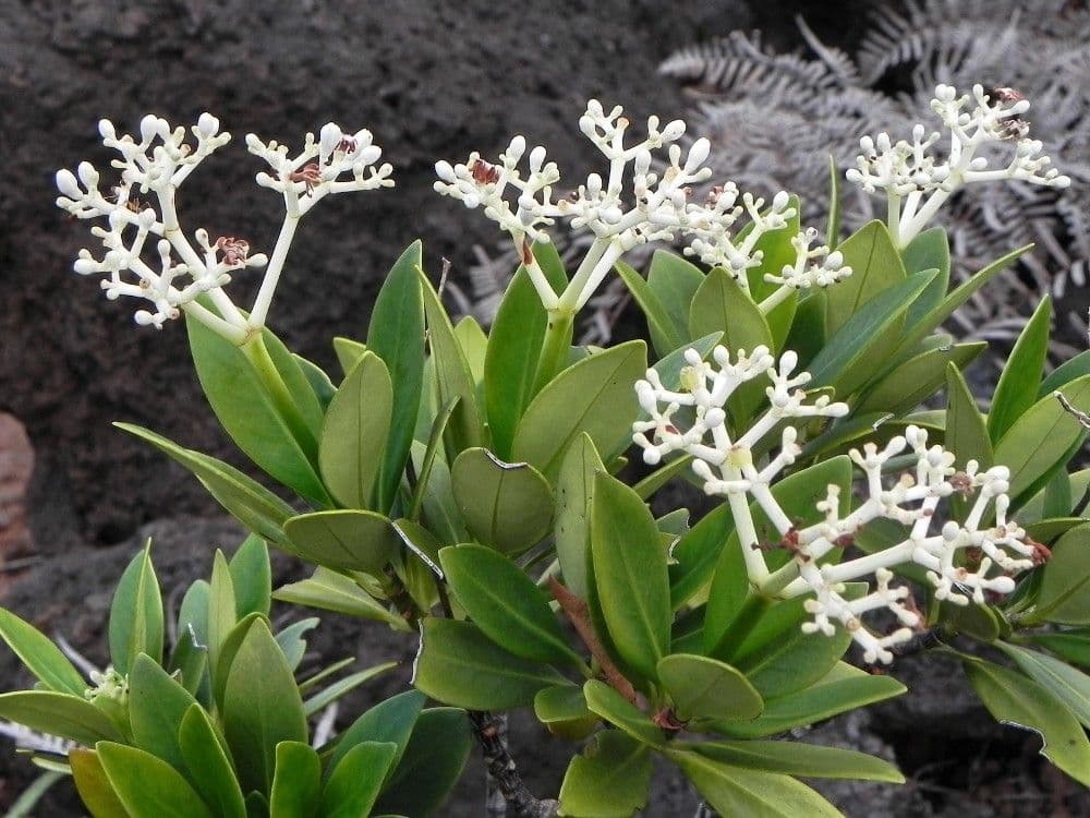 Psychotria 7