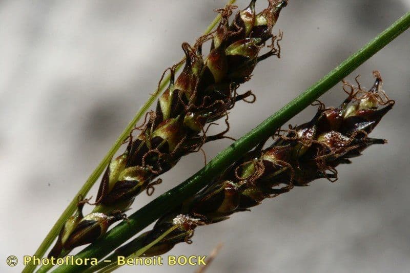 Carex mucronata 4