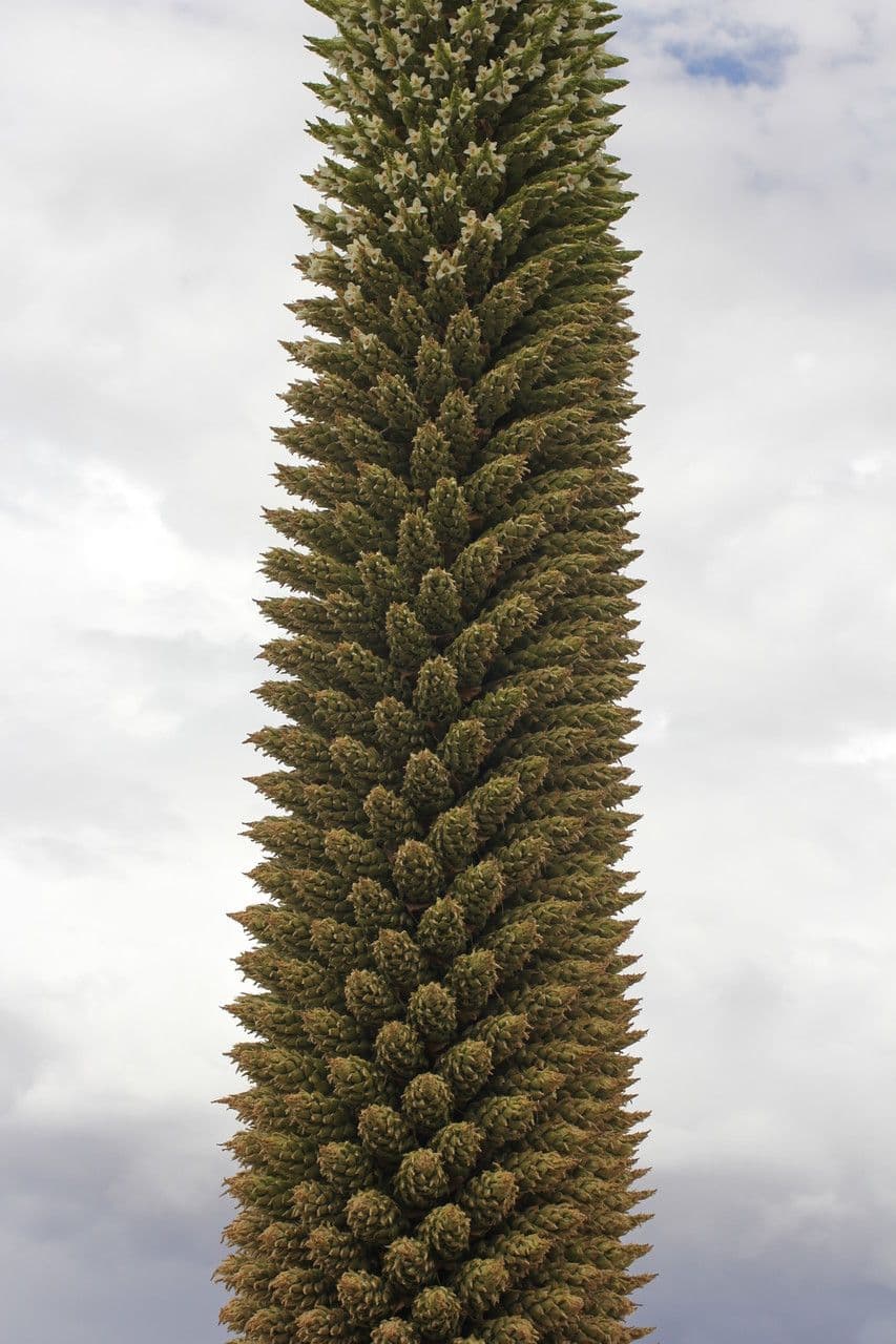 Puya raimondii