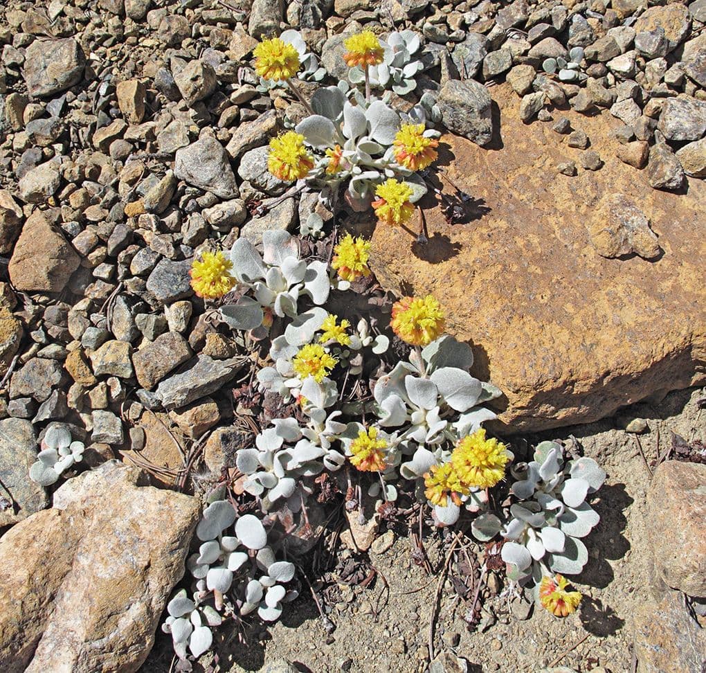 Eriogonum 9