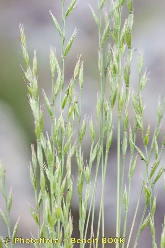 Festuca di Lachenal 22