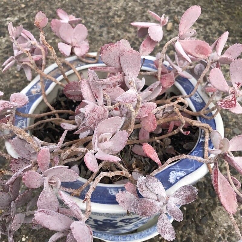 Kalanchoe 11