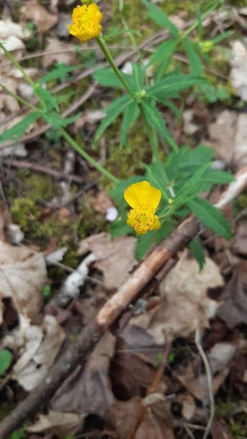 Ranunculus cassubicus 3