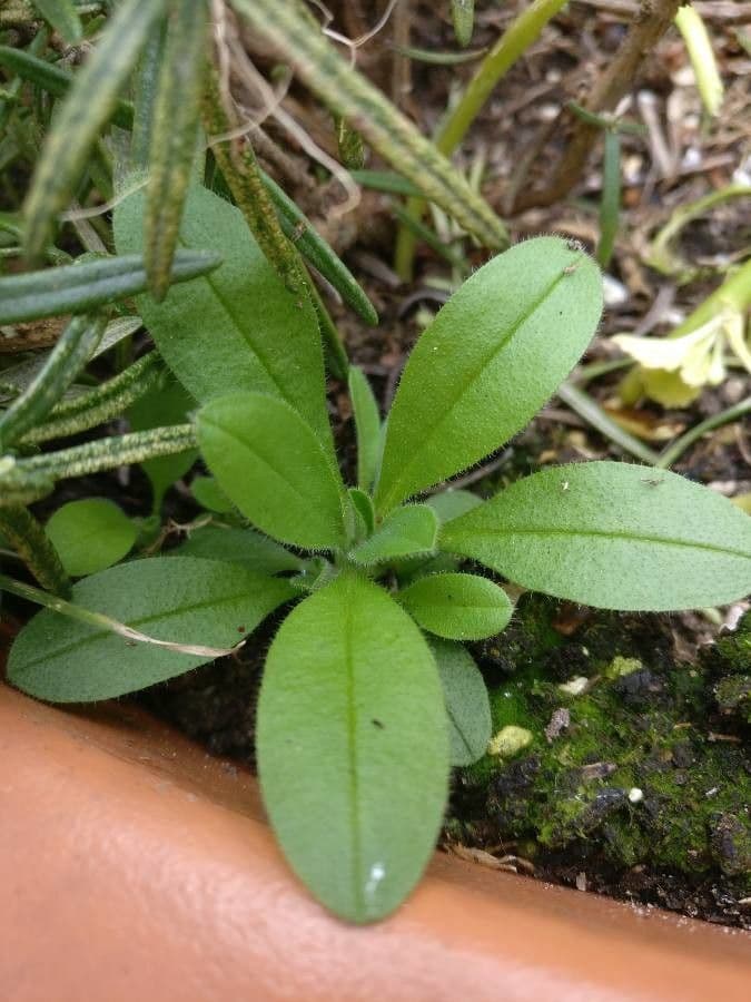 Miosotis de los bosques 12