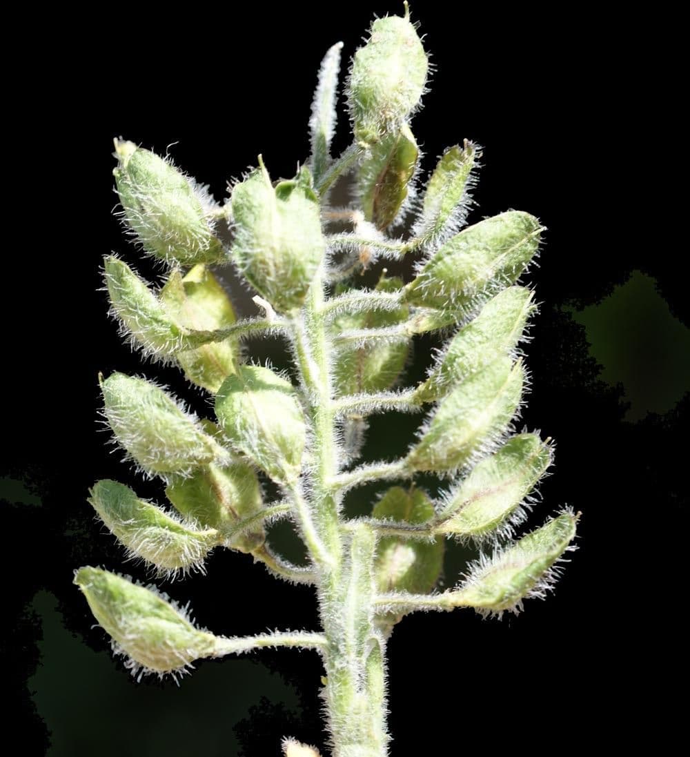 Lepidium 3