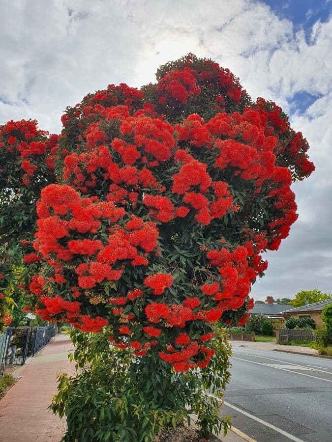 Gomma rossa 13