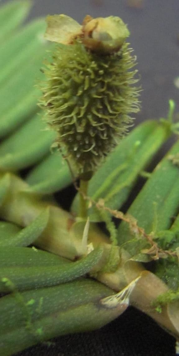 Dichaea