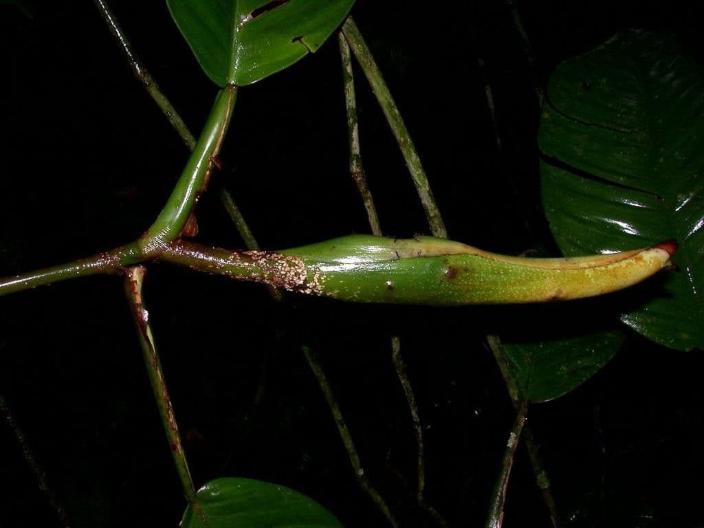 Philodendron
