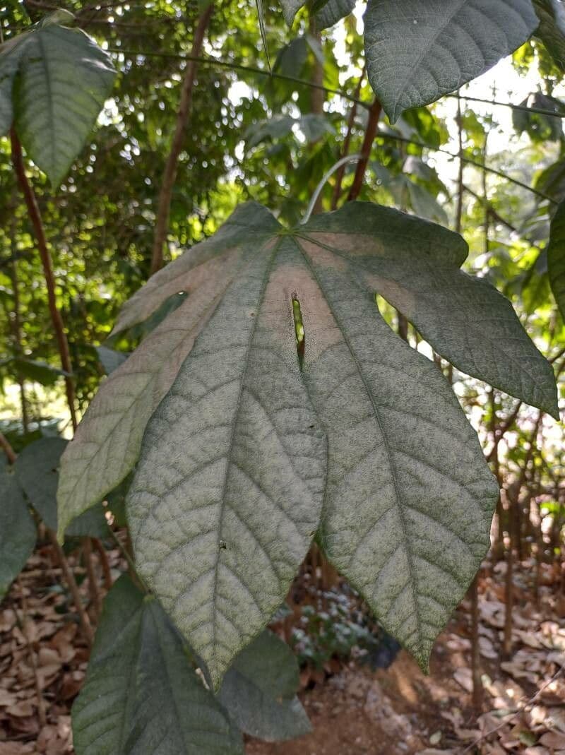 Pourouma de Guyane