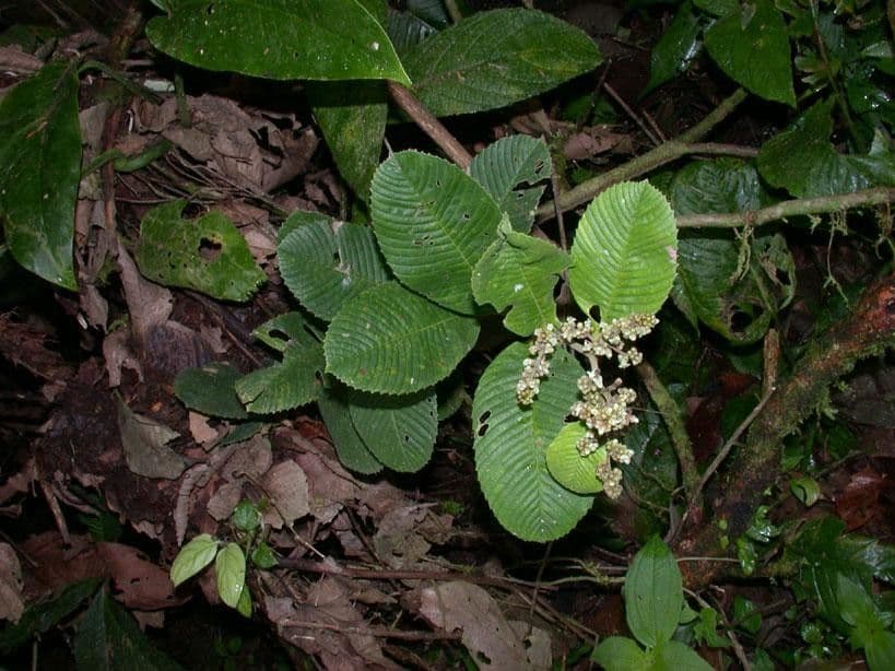 Tetracera 6
