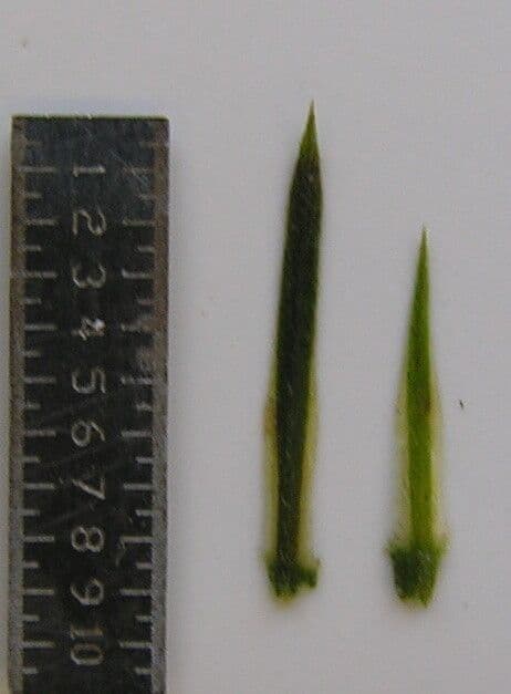 Dicliptera paniculata 17