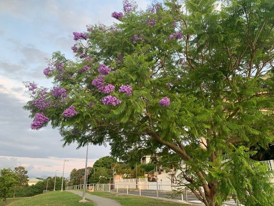 Jacaranda caucana 8