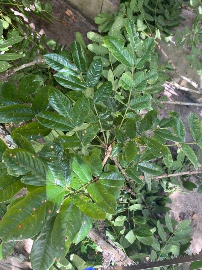 Andira 2