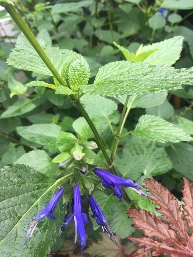 Salvia patens 14