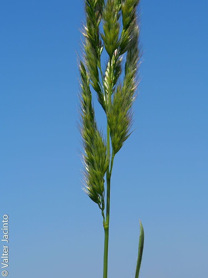Echinochloa oryzoides 4