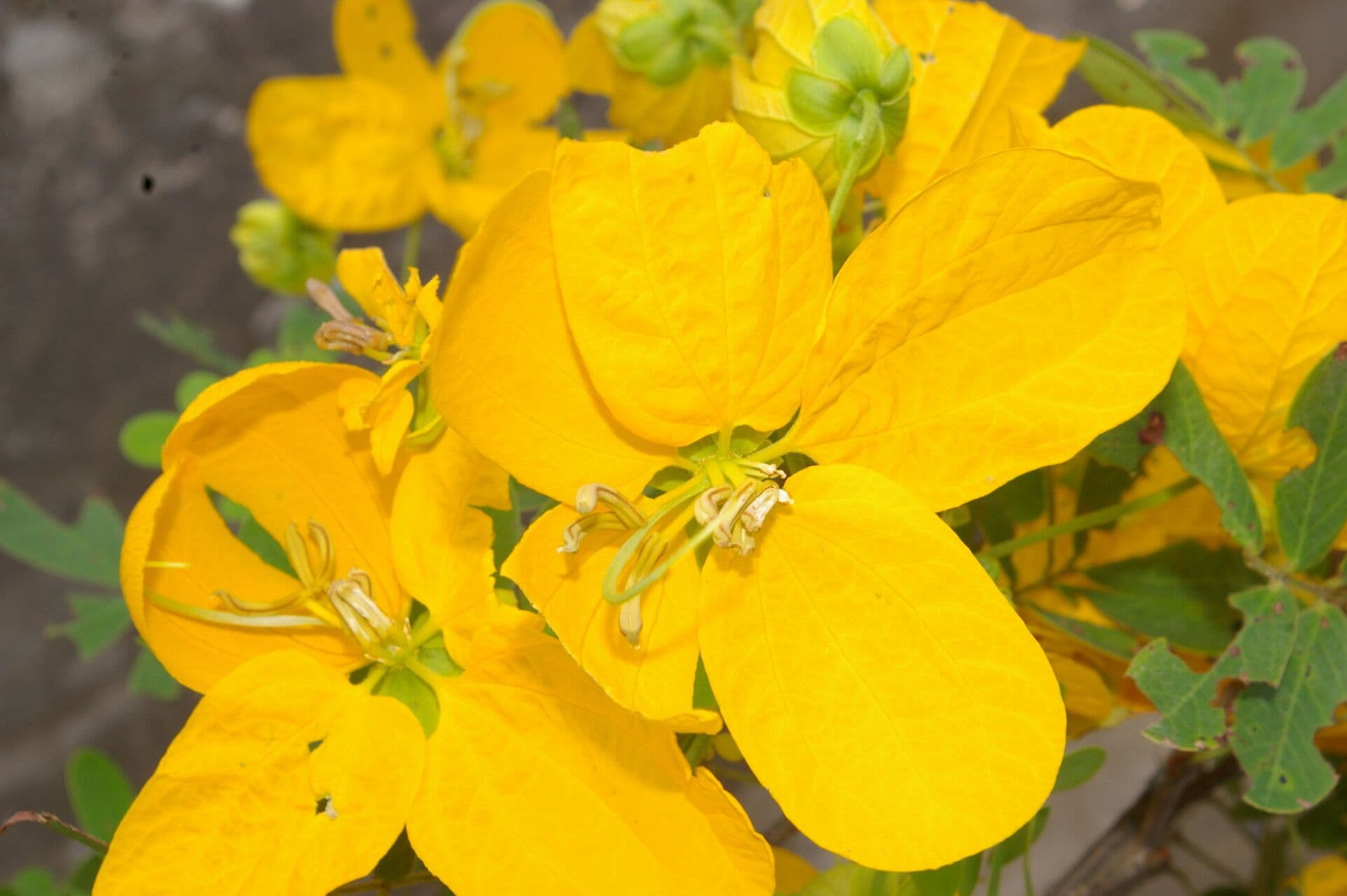 Senna 7