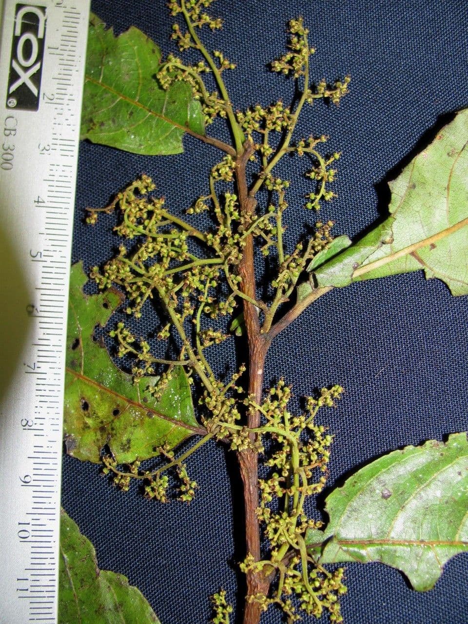 Perrottetia 9