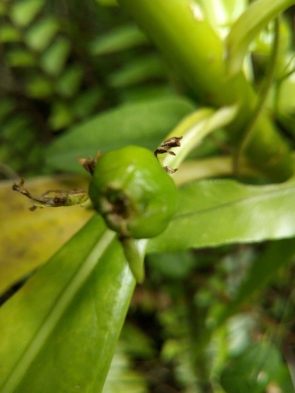 Scaevola taccada