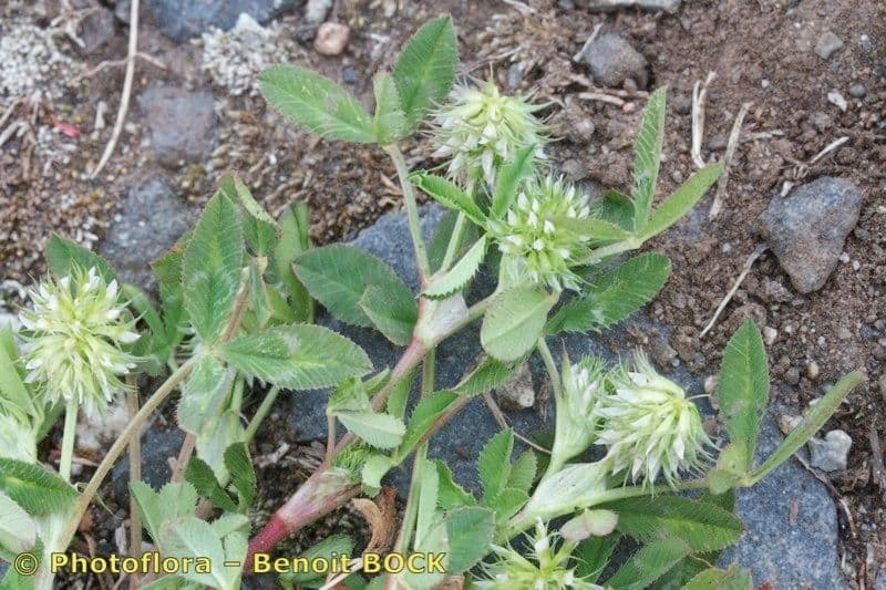 Teasel clover 10