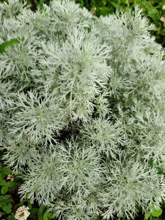 Artemisia pycnocephala 12
