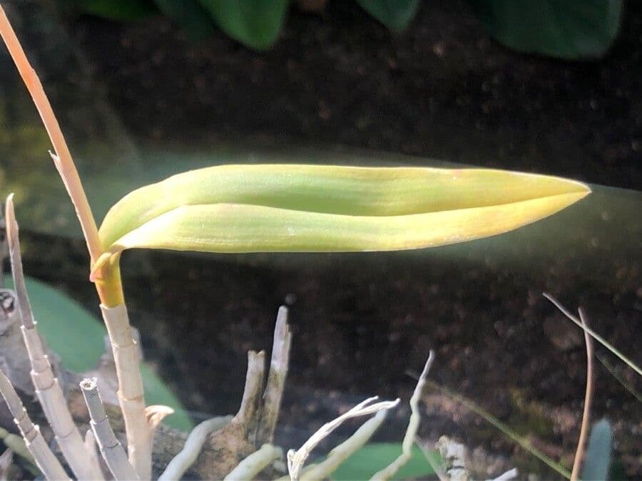 Barkeria