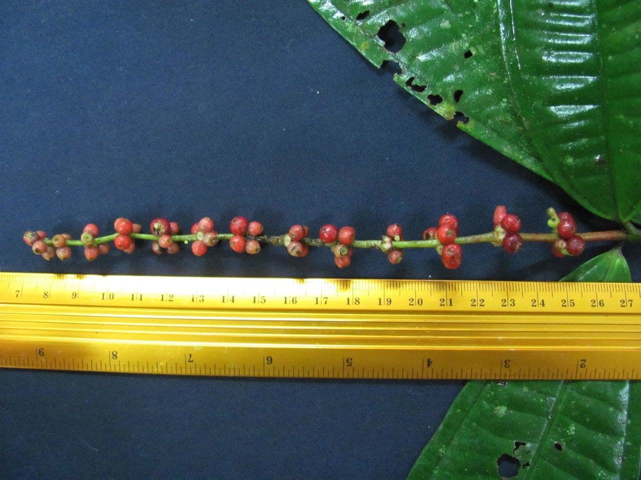 Miconia triplinervis 3