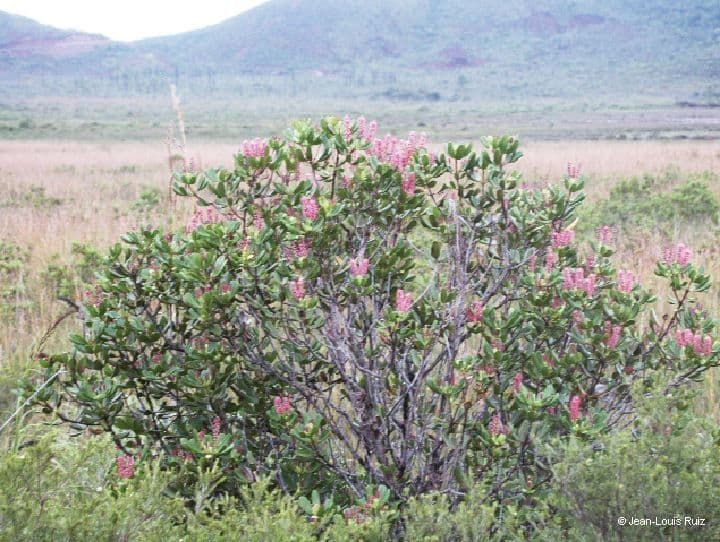 Cunonia 10