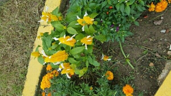 Pachystachys 6